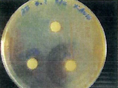 バイオ活性水の蛍光菌に対する試験結果